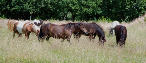 Shettys auf Weide