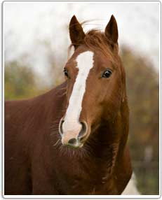 Pferd Legolas