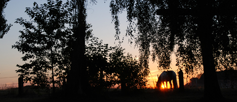 Pferd im Sonnenuntergang